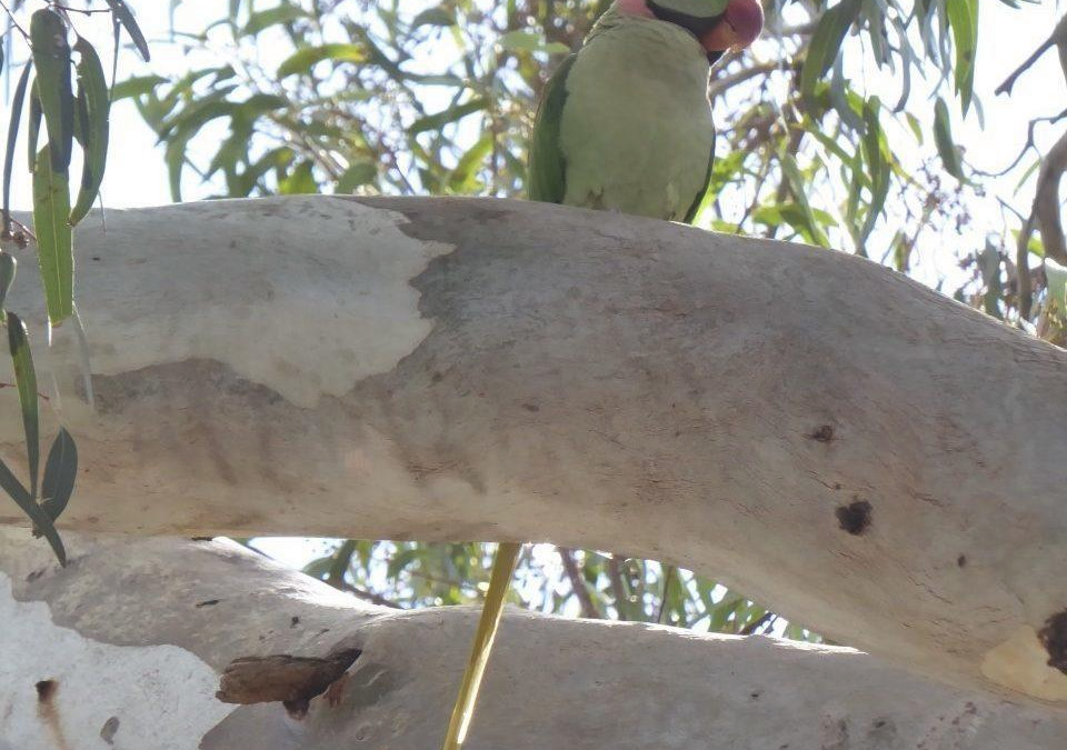 Help track down Alexandrine parakeets