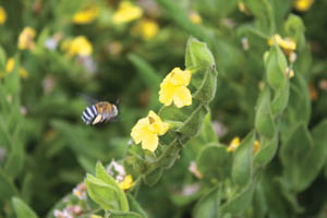 11 Jun: Borthwick Park Working Bee
