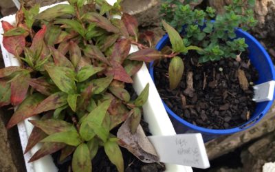 8 Dec: Plant & Produce Share