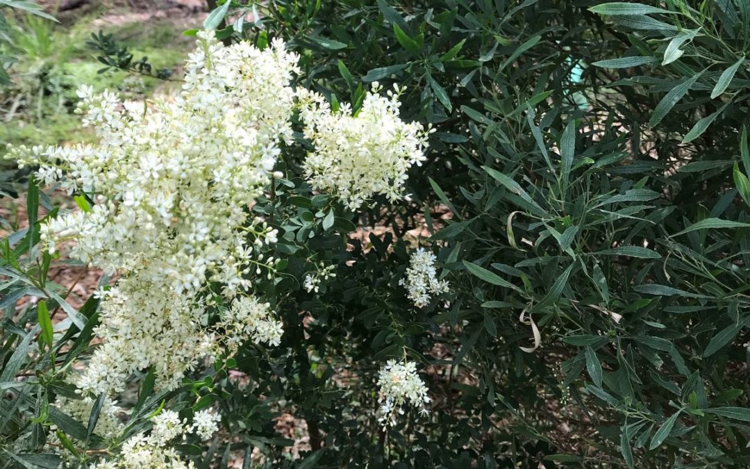 Christmas Bush