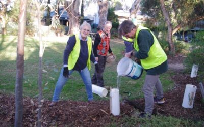 Planting Days 4 & 12 July